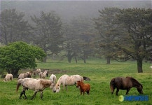 아침 맞는 마방목장