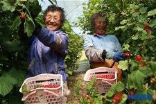 시설하우스 산딸기 수확 중