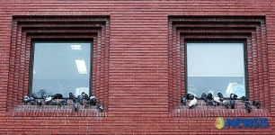 인간과 비둘기의 공존