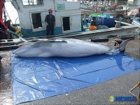 동해 해상서 3.6m 크기 밍크고래 혼획