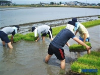 군산해경 참사랑 봉사대 모내기 돕기