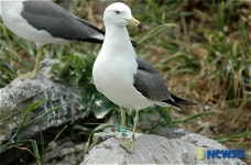 태안 기름 피해 괭이갈매기 난도 번식 확인