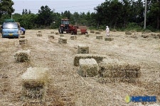 폭등하는 사료 값에 시름 앓는 축산 농가