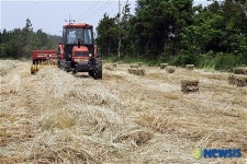 제주 목장지대 목초 수확 한창