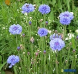 심학산 돌곶이마을의 수레국화