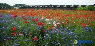 양귀비와 수레국화가 있는 마을