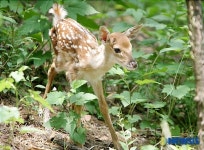 아장아장 깜찍한 꽃사슴