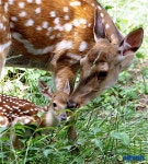 청와대 꽃사슴의 새끼 사랑