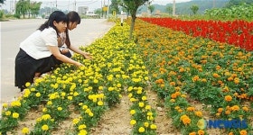 도로변의 꽃길과 노원