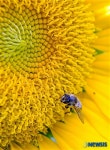 해바라기에 앉은 벌