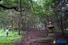 <민기자여행사진>백련사 동백나무 숲