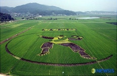 논에 그린 대형 상모놀이