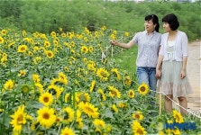 해바라기꽃밭의 여인들
