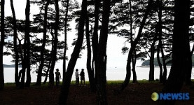 <우기자 여행사진> 덕적 초 중 고등학교 옆 솔숲