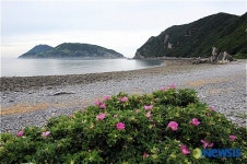<우기자 여행사진> 능동자갈마당 해변에 핀 해당화