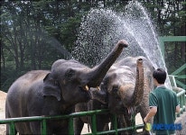 코끼리의 여름나기