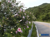 남원 이백면 무궁화 거리