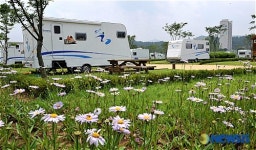 야생화 활짝 핀 가평군 자라섬 오토캠핑장