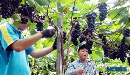 충북 남부지역 포도작황 좋다