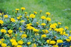 노란꽃이 어울리는 잔디광장