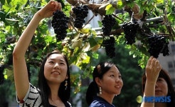 상큼한 포도향기