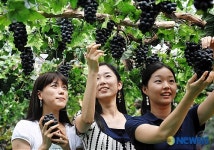 도심속에 퍼지는 포도향기