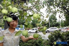 부평구, 유실수가 너무 좋다