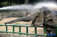 코끼리도 시원해요