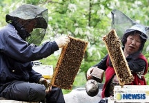 칠곡군, 양봉특화사업 박차