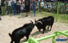 관심끄는 괴산 염소싸움대회