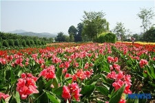 남원 향기원 칸나