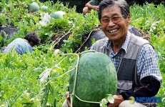 광주의 특산품 무등산수박