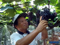 영동포도재배 우수농가 김대환씨