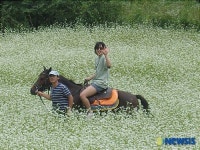 평창, 700빌리지 체험장 메밀꽃 인기