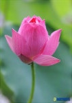 살포시 열린 부용의 자태
