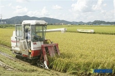 강원 철원평야 도내 첫 벼베기