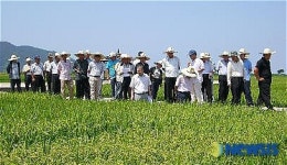 농촌진흥청의 벼 실용화 연구 중간평가