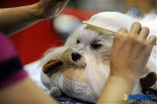 개팔자가 상팔자네