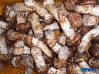 영덕 산송이 맛 보세요