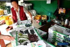 포도 주문 쇄도, 바쁘다 바뻐!