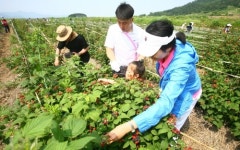 최고의 복분자 맛보세요