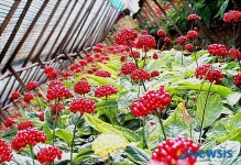 <소식>제5회 서산 6년근 인삼축제