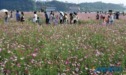코스모스 길을 산책하는 관람객