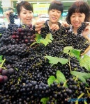 산머루 맛보세요