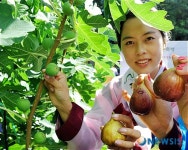 가을 햇살 머금은 영암 무화과 축제