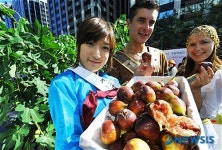 가을 햇살 가득 머금은 영암 무화과