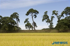 황금물결 위의 소나무