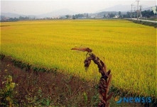 고추잠자리도 느긋한 들녁