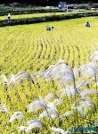 황금색으로 변한 농촌들녘