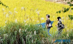 억새와 황금 물결